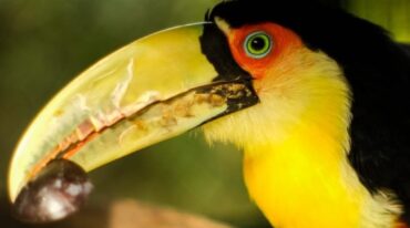 Tuqui es un tucán pico verde