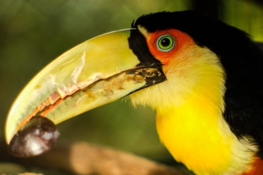 Tuqui es un tucán pico verde
