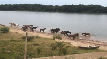 Los caballos se encuentran en un espacio acorde a lo necesario para su recuperación.