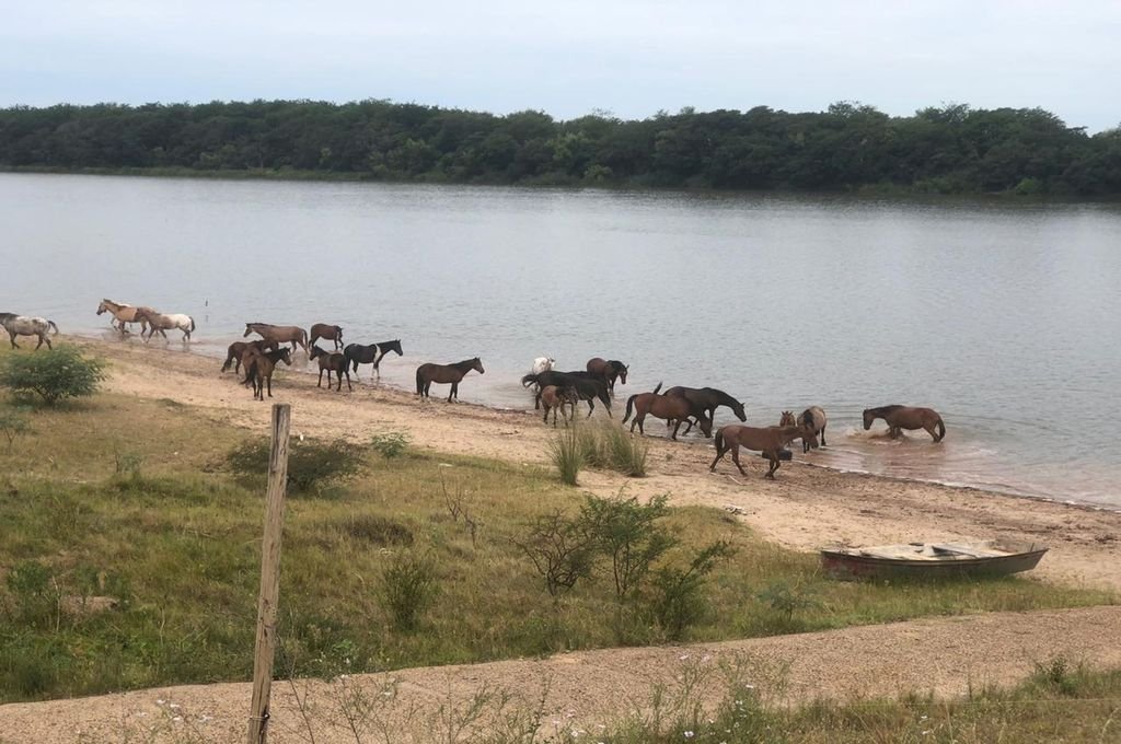 Los caballos se encuentran en un espacio acorde a lo necesario para su recuperación.