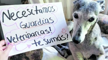 A través de las redes sociales se desarrolla una campaña con fotografías pidiendo que se creen las guardias veterinarias. La iniciativa se replica en Villaguay