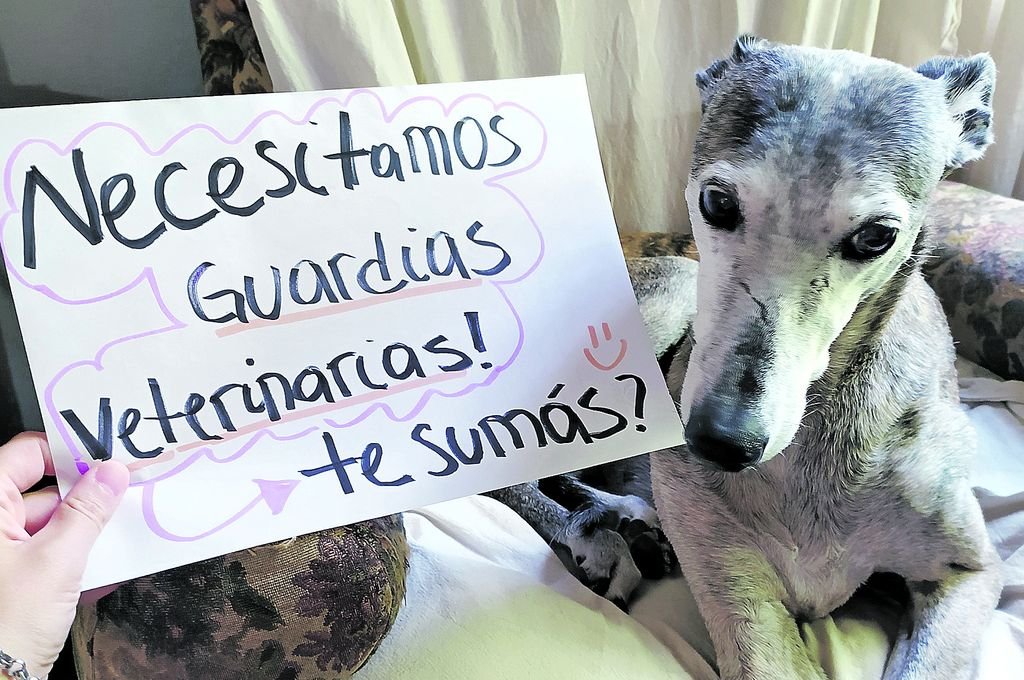 A través de las redes sociales se desarrolla una campaña con fotografías pidiendo que se creen las guardias veterinarias. La iniciativa se replica en Villaguay