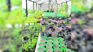 Producción bajo cubierta de especies de árboles en el vivero.