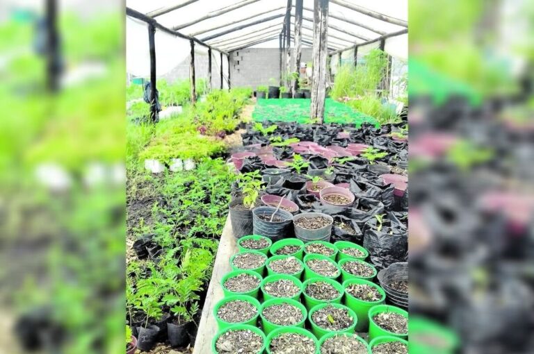 Producción bajo cubierta de especies de árboles en el vivero.