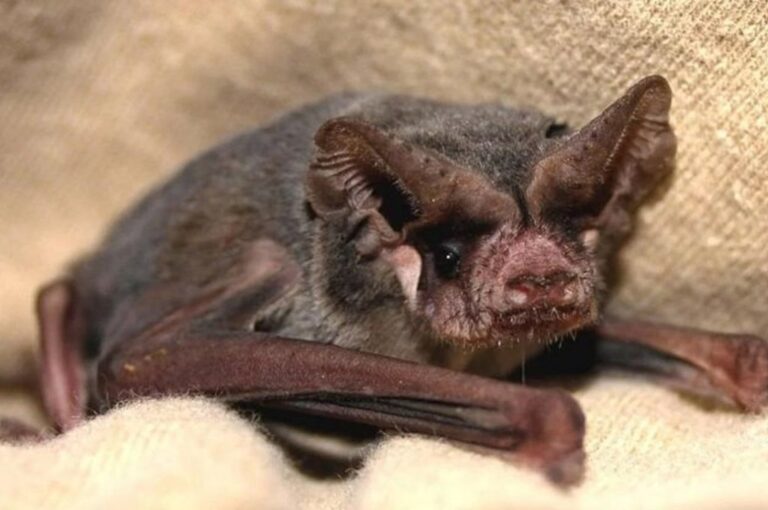 Suspicacia mundial. Si bien aún no terminó de establecerse el origen del coronavirus