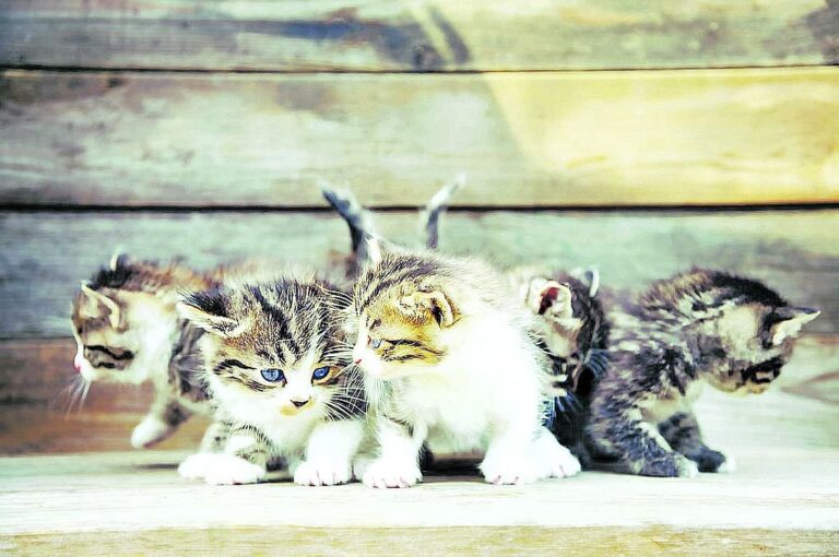 La venta de libros usados