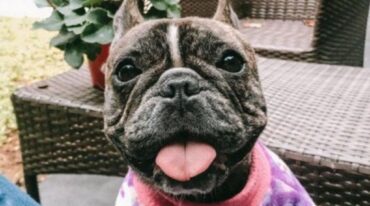 Laika es buscada desde el 13 de febrero Gentileza