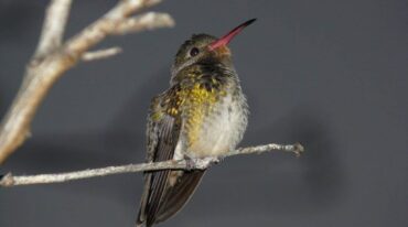 Apasionados. El avistaje se basa en el reconocimiento de las distintas especies de aves por su taxonomía