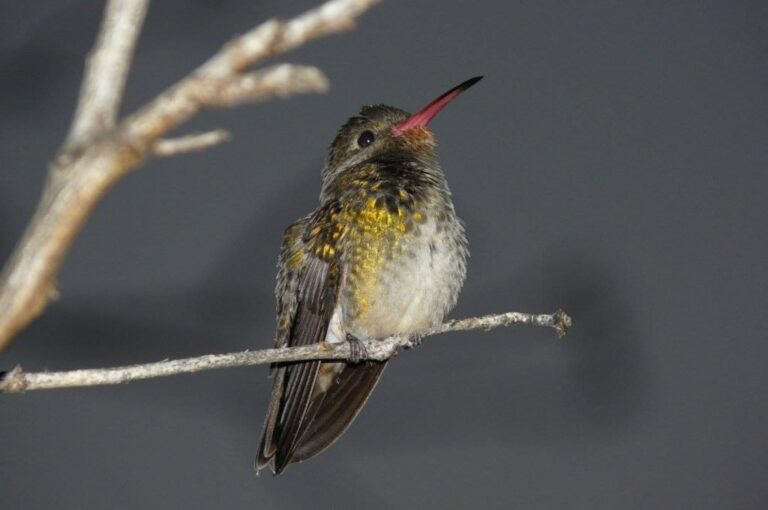 Apasionados. El avistaje se basa en el reconocimiento de las distintas especies de aves por su taxonomía