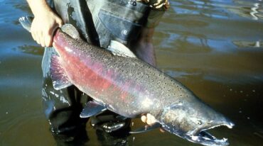 Una especie de salmón (Oncorhynchus kisutch) se escapó de estaciones de piscicultura chilena