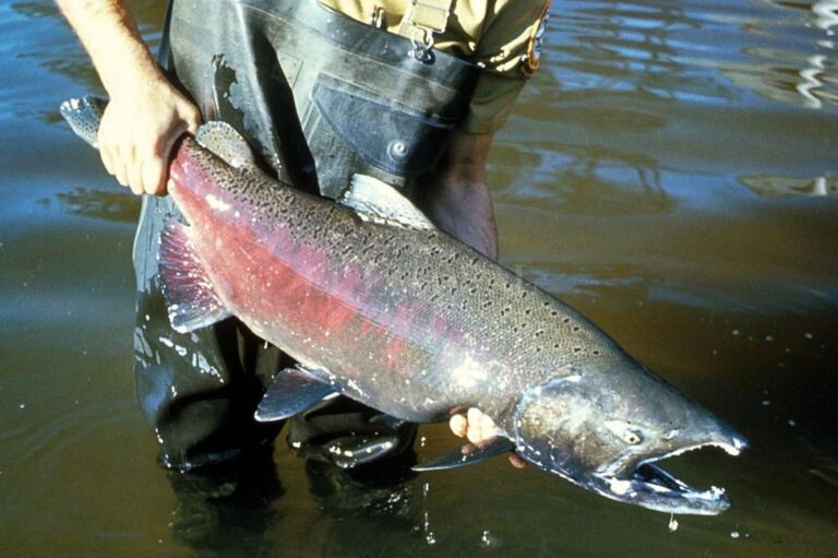 Una especie de salmón (Oncorhynchus kisutch) se escapó de estaciones de piscicultura chilena