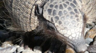 La cátedra se encuentra abierta a la comunidad en general con el objetivo de generar conciencia sobre la importancia de la preservación de la fauna. Gentileza: FCV-UNR.
