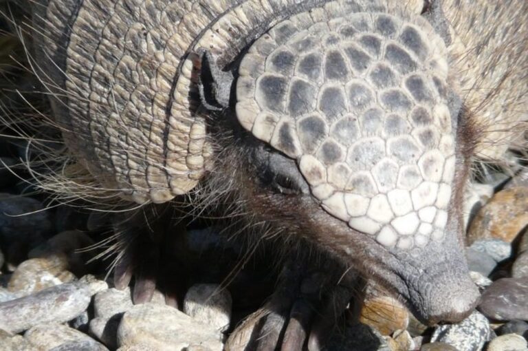 La cátedra se encuentra abierta a la comunidad en general con el objetivo de generar conciencia sobre la importancia de la preservación de la fauna. Gentileza: FCV-UNR.