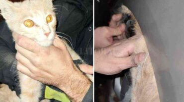 El momento en que el felino es rescatado por los bomberos. El Litoral