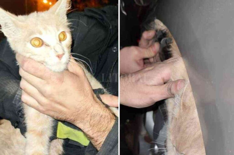 El momento en que el felino es rescatado por los bomberos. El Litoral