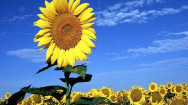 La superficie sembrada con girasol registró un crecimiento interanual del 521%