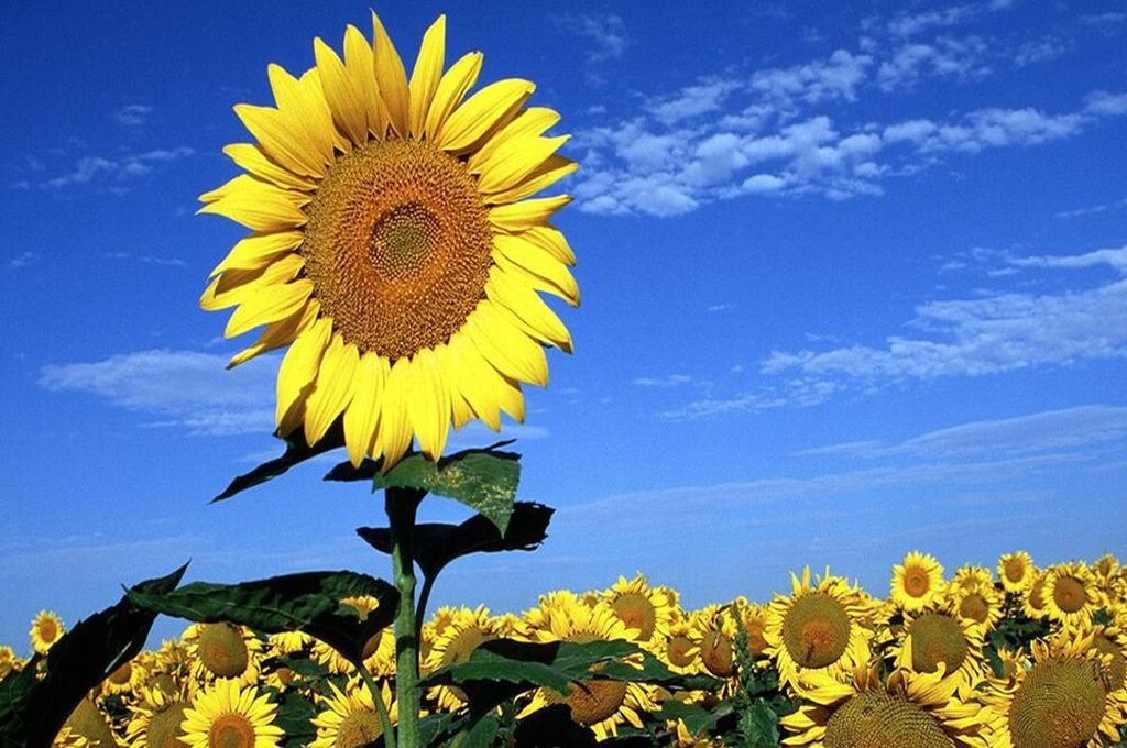 La superficie sembrada con girasol registró un crecimiento interanual del 521%