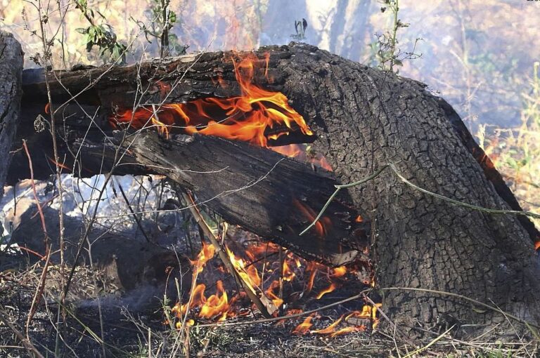 "No todas las especies tienen la capacidad de recuperarse a una tasa tan alta como la de los pastos"