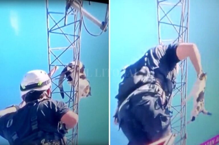 Fueron tres horas de máxima tensión hasta que el bombero finalmente pudo alcanzar al animal. Gentileza