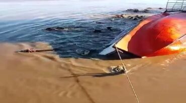 El video muestra como algunos animales pueden nadar hacia la costa