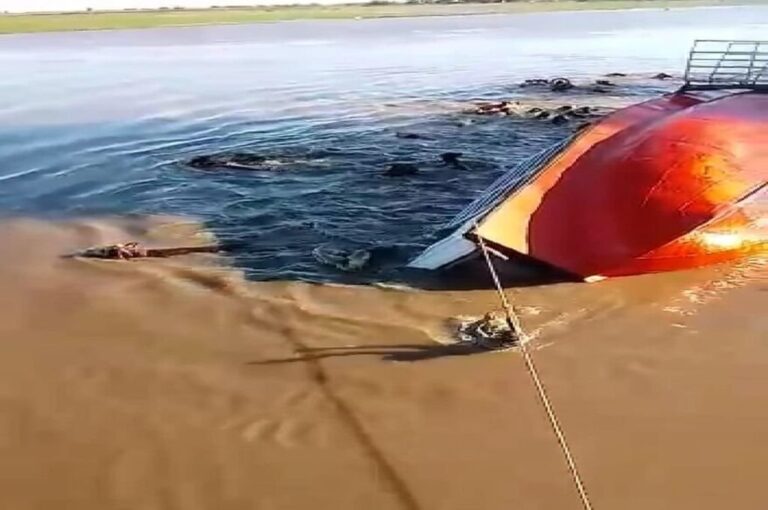 El video muestra como algunos animales pueden nadar hacia la costa