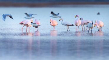 La laguna Mar Chiquita es uno de los humedales salinos más extensos e interesantes de Sudamérica y del mundo. Allí paran los flamencos rosados en su viaje migratorio entre Perú y Tierra del Fuego. Gentileza.