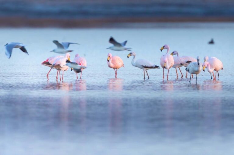 La laguna Mar Chiquita es uno de los humedales salinos más extensos e interesantes de Sudamérica y del mundo. Allí paran los flamencos rosados en su viaje migratorio entre Perú y Tierra del Fuego. Gentileza.