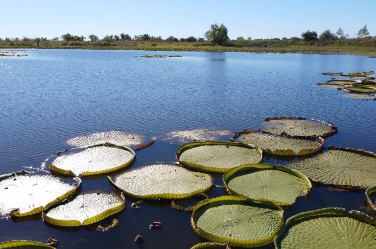 Orilla del río San Javier Fernando Nicola.