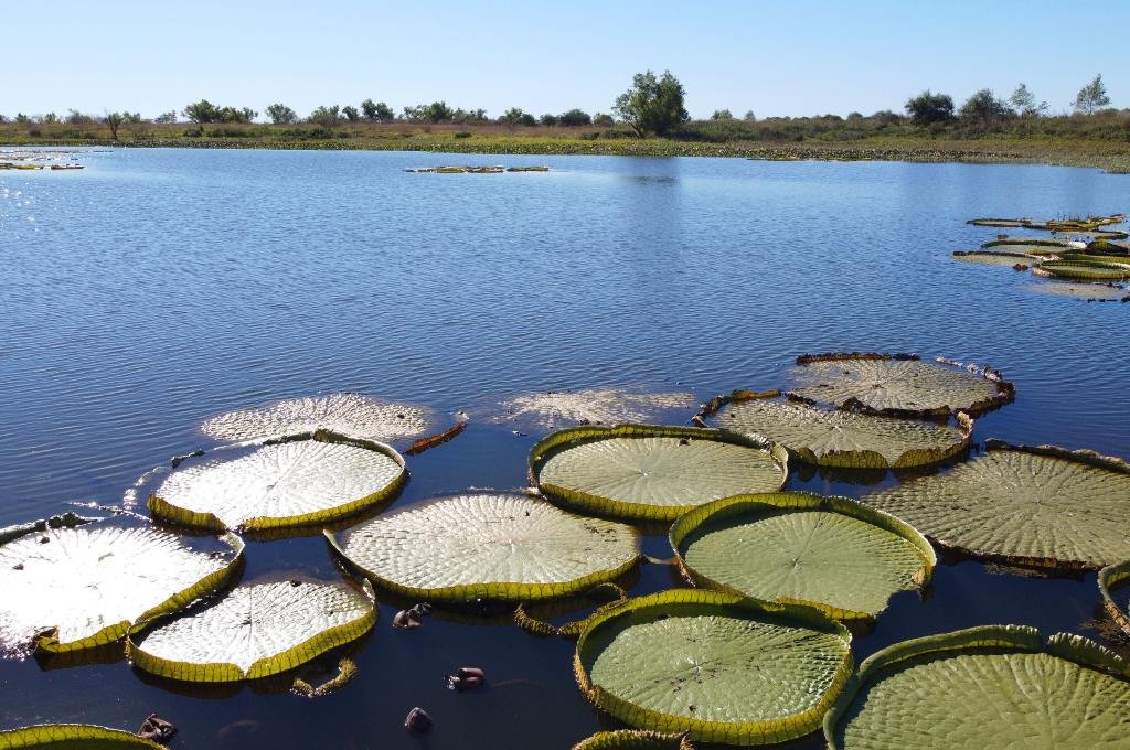 Orilla del río San Javier Fernando Nicola.