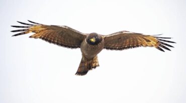 La muestra Materia Leve del fotógrafo Franco Trovato Fuoco está compuesta por 64 imágenes de aves que captó desde su ventana durante la pandemia. Gentileza: Franco Trovato Fuoco.