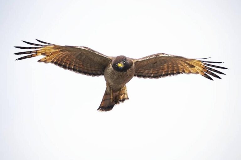 La muestra Materia Leve del fotógrafo Franco Trovato Fuoco está compuesta por 64 imágenes de aves que captó desde su ventana durante la pandemia. Gentileza: Franco Trovato Fuoco.