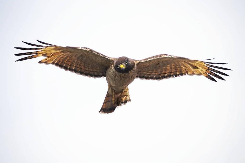 La muestra Materia Leve del fotógrafo Franco Trovato Fuoco está compuesta por 64 imágenes de aves que captó desde su ventana durante la pandemia. Gentileza: Franco Trovato Fuoco.