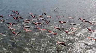 En vuelo. "Los flamencos que visitaron la laguna el año pasado son los que comúnmente se denominan flamencos australes