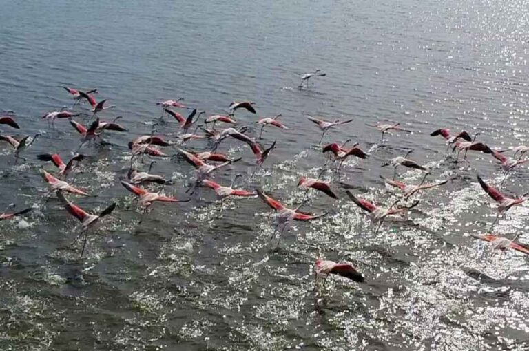 En vuelo. "Los flamencos que visitaron la laguna el año pasado son los que comúnmente se denominan flamencos australes