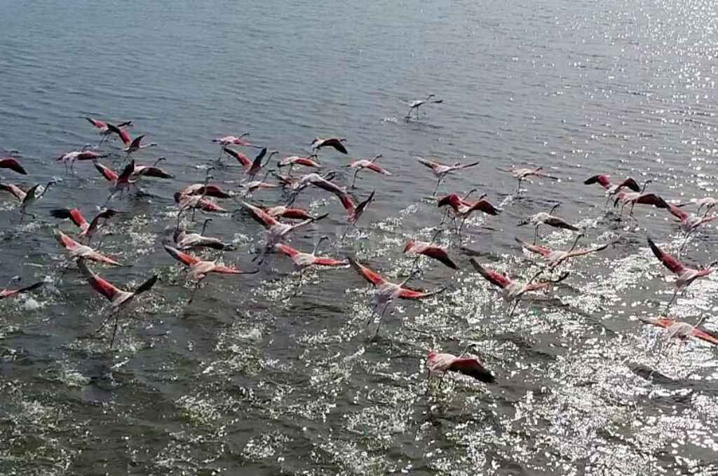 En vuelo. "Los flamencos que visitaron la laguna el año pasado son los que comúnmente se denominan flamencos australes