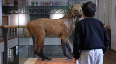 Gentileza: Museo de Ciencias Naturales Ángel Gallardo.