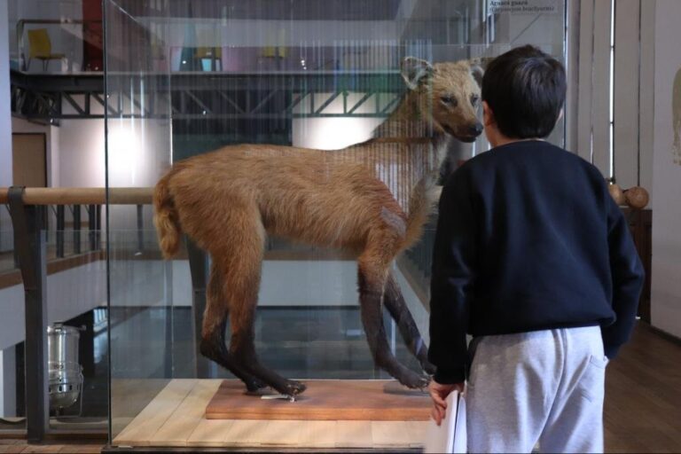 Gentileza: Museo de Ciencias Naturales Ángel Gallardo.