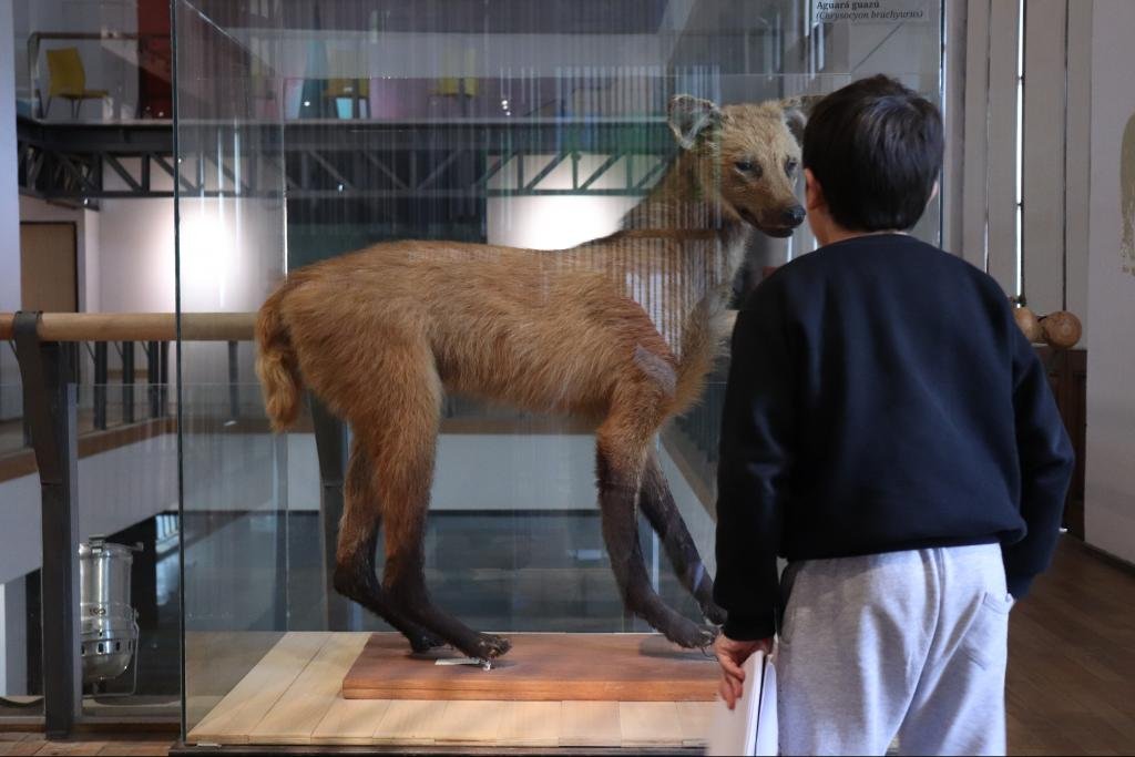 Gentileza: Museo de Ciencias Naturales Ángel Gallardo.