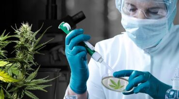 Existe una necesidad de que los profesionales de la salud se interioricen en el tema de cannabis medicinal