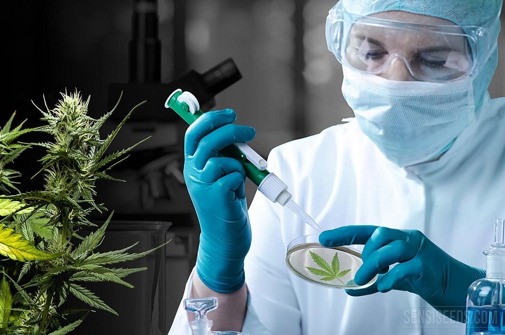 Existe una necesidad de que los profesionales de la salud se interioricen en el tema de cannabis medicinal