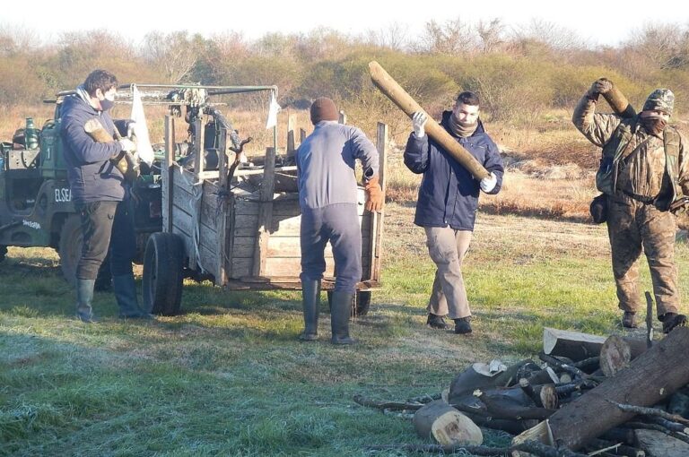 Brigadistas-exploradores realizan las tareas de tala y acopio de leña de acacia negra para distribuir en los barrios cercanos al arroyo Perucho. La especie es considerada plaga en Entre Ríos