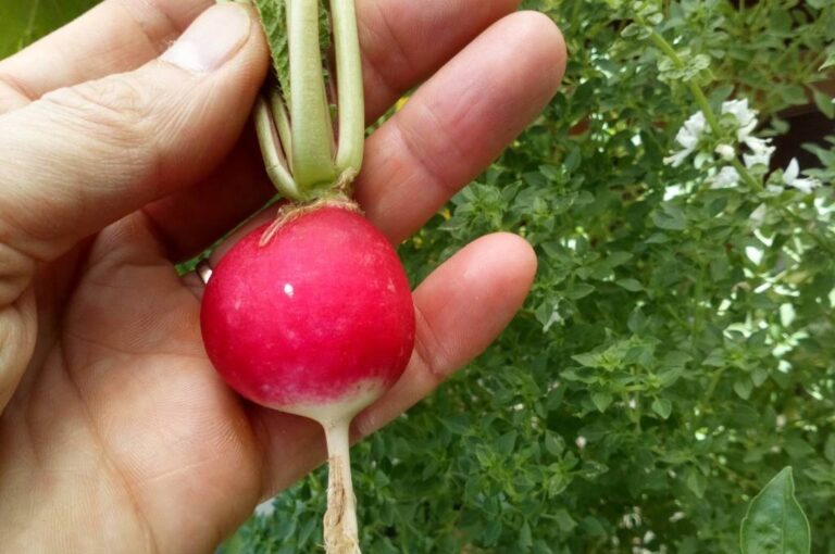 Rabanito hidropónico. Gentileza.