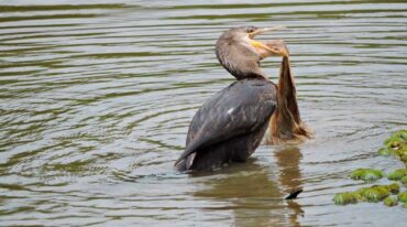 Biguá (Phalacrocorax brasilianus) ingiriendo una bolsa plástica. Gentileza Eduardo Torramorell