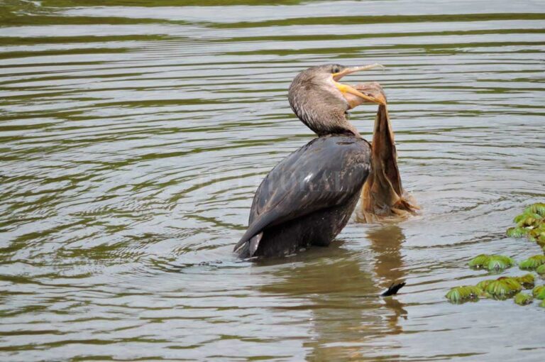 Biguá (Phalacrocorax brasilianus) ingiriendo una bolsa plástica. Gentileza Eduardo Torramorell