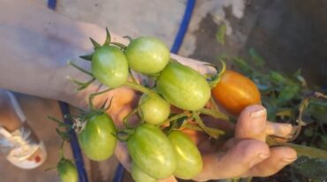 "Detectamos que si le agregamos peso a algunas plantas en particular por determinado lapso de tiempo y en determinada fase de crecimiento de las mismas