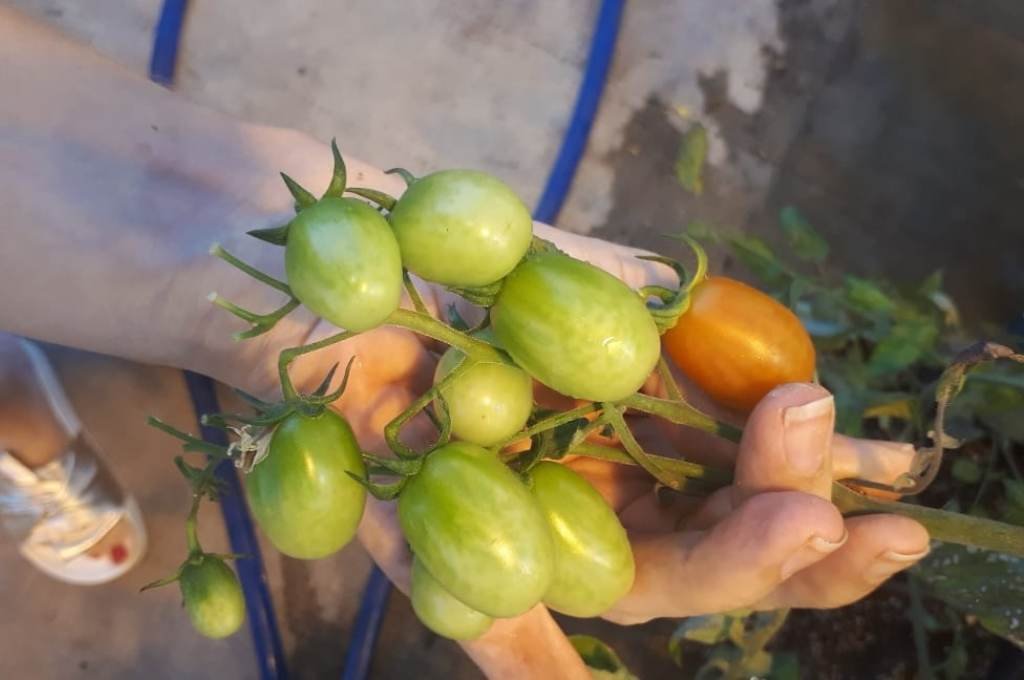 "Detectamos que si le agregamos peso a algunas plantas en particular por determinado lapso de tiempo y en determinada fase de crecimiento de las mismas