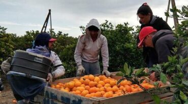 Los empresarios del sector citrícola esperan que esta medida del gobierno Nacional sirva para que esta temporada mejore la producción del 2020.