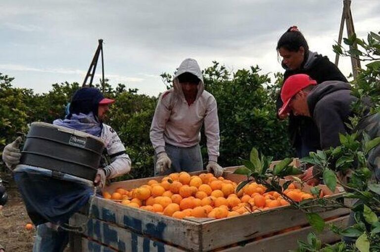 Los empresarios del sector citrícola esperan que esta medida del gobierno Nacional sirva para que esta temporada mejore la producción del 2020.