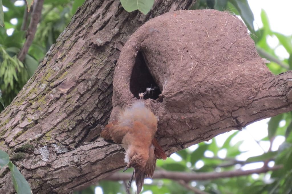 Hornero (Furnarius rufus) enredado hasta la muerte con un hilo de plástico