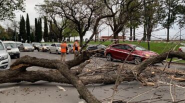 Un árbol cayó en la zona del Parque España y generó congestión en el tránsito. Gentileza: rosario.telefe.com